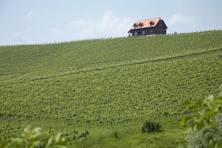 Bolfan Vinski Vrh među top 6 biodinamičkih vinarija u Europi