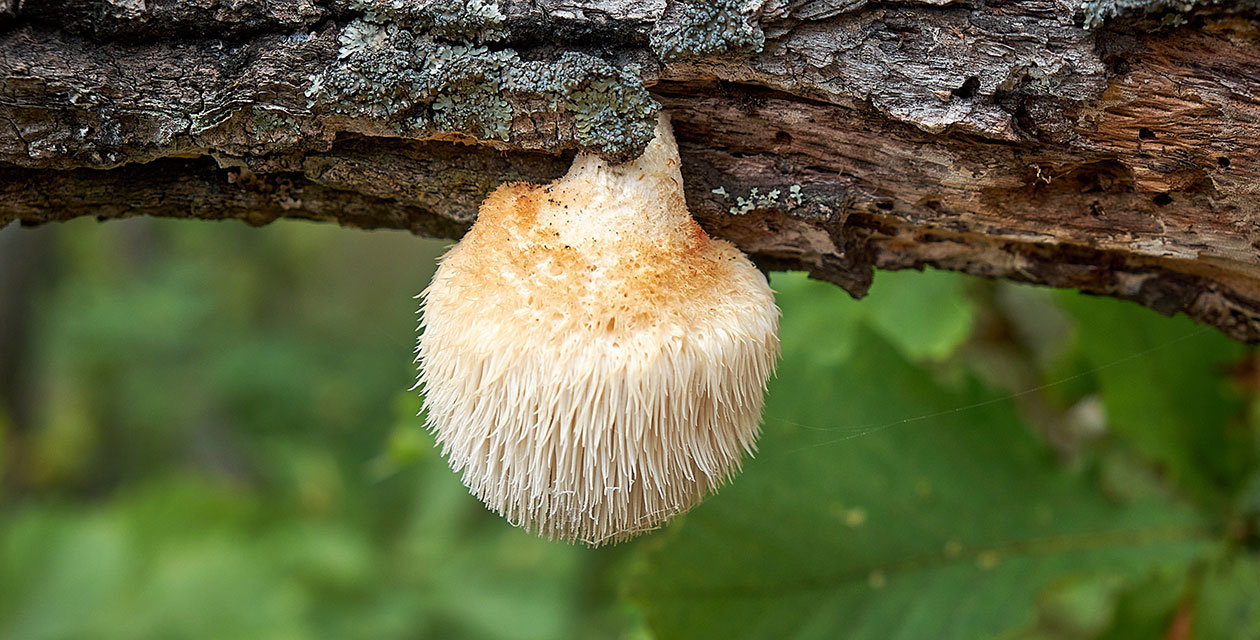 Jerry Angelini: Gljive su iznimno snažne u očuvanju zdrave mikroflore