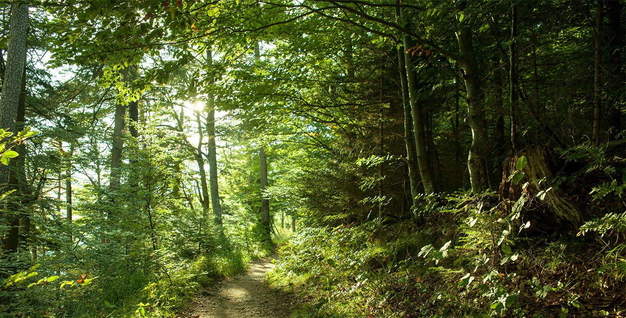 Šumska kupka – udahni mirise ljekovite šume