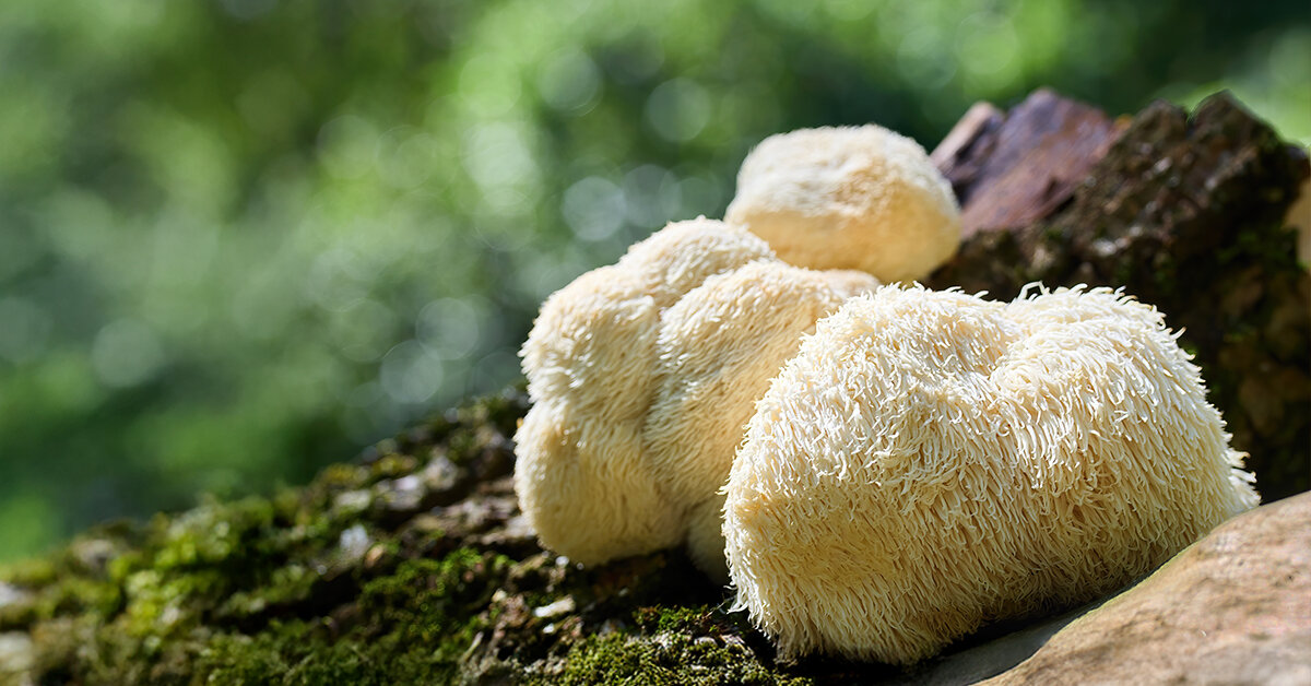 Lavlja griva – za misli koje ne bježe